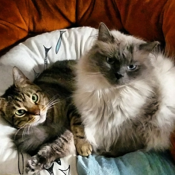 Meet your Posher, Monica - Picture 3 of 4